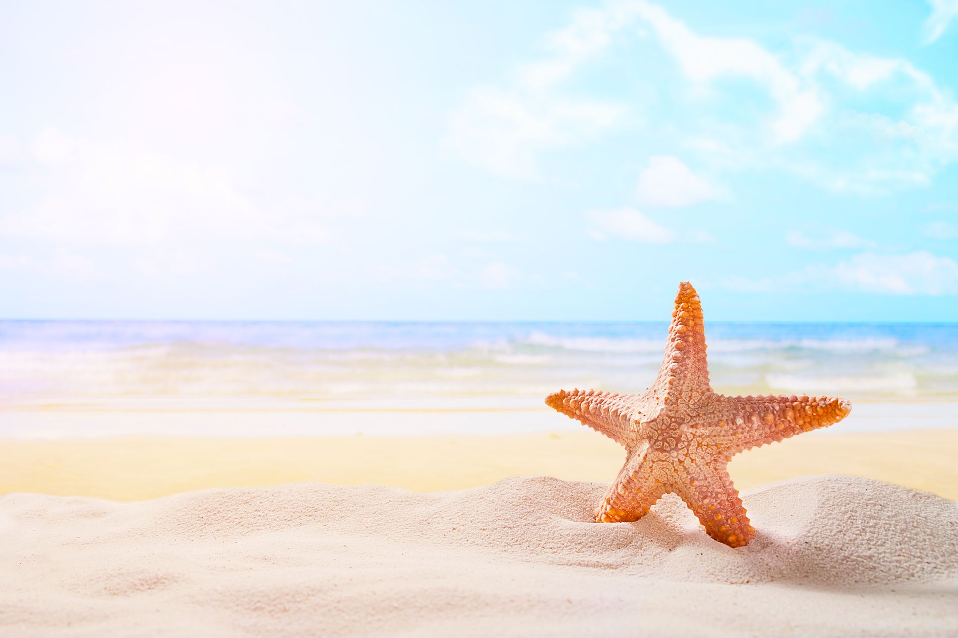 Starfish on summer sunny beach  at ocean background